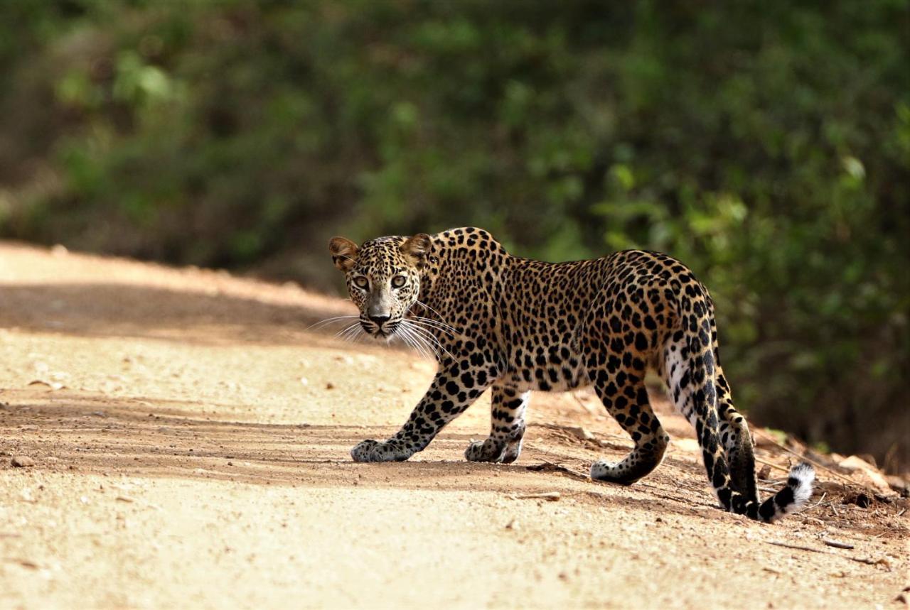Nirvaan Safari Lodge Wilpattu Buitenkant foto